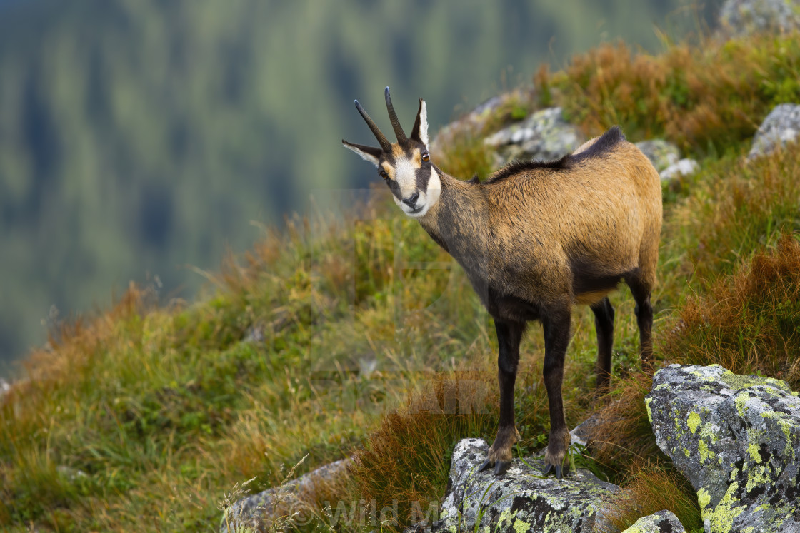 Tatra Chamois